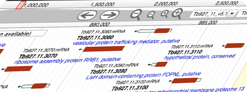 Catarina Gadelha, Molecular cellular parasitology image7A