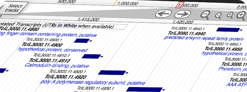 Catarina Gadelha, Molecular cellular parasitology image7B